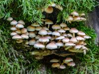 Große Pilzgruppe an bemoostem Baumstumpf